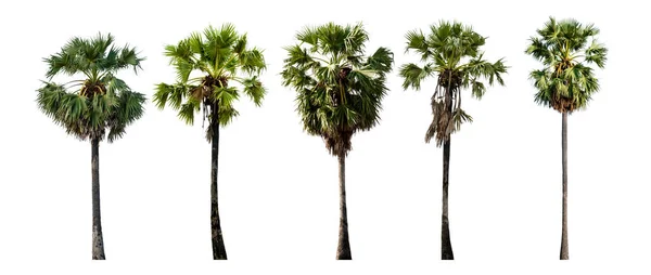 糖棕榈采集分离在白色背景与剪切路径 多毛棕榈 亚洲棕榈 — 图库照片