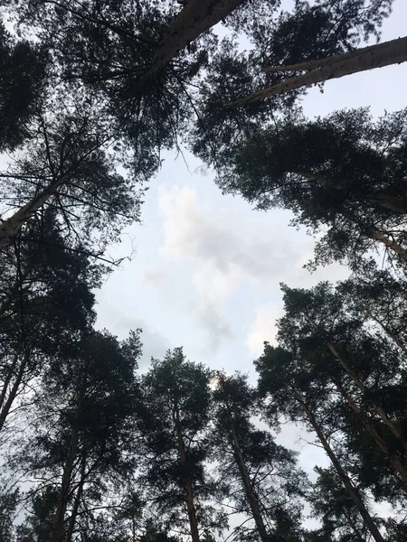 Bewölkter Himmel Durch Die Kiefern — Stockfoto