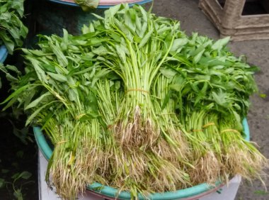 Lastiklerle bağlanmış taze yeşil lahana ve geleneksel pazarlarda satılıyor.