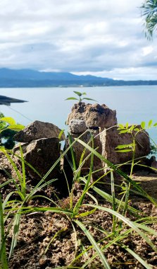 a small plant grows on a pile of rocks against the background of the vast sea and blue sky