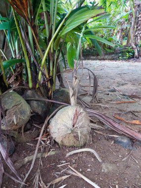 a coconut that grows into a coconut tree seed
