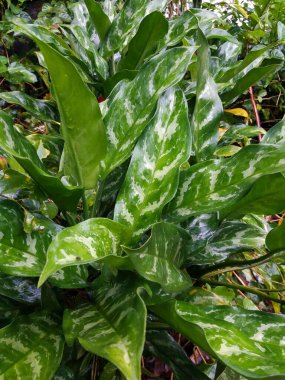 Aglaonemais Ajansı, Araceae arum familyasına çiçek bırakıyor. Genellikle Çin Evergreens 'i olarak bilinir.