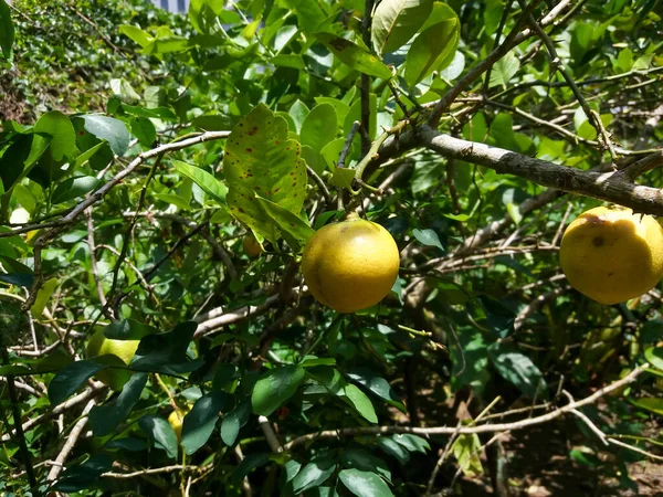 Gelbe Linden Baum Als Quelle Für Viel Vitamin Garten — Stockfoto