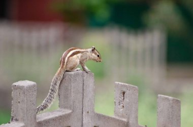 Hint Mayno 'su kalkıyor.. 