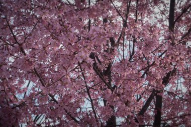 Baharda pembe kiraz çiçekleri