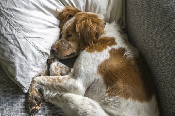 Naranja y blanco francés Bretaña Spaniel acurrucado en un sofá —  Fotos de Stock