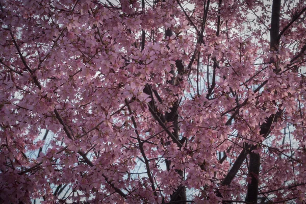 Baharda pembe kiraz çiçekleri