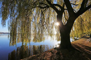 sun shines through weeping willow on alster lake