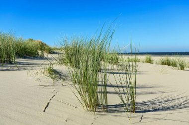 Kumsal çimenli kum tepeleri