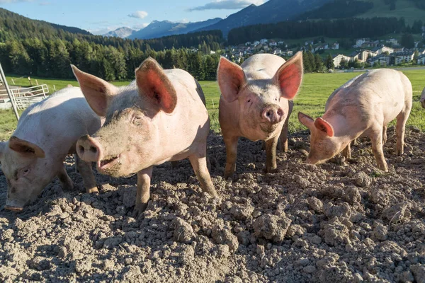 Svin Leran Gård Schweiz — Stockfoto