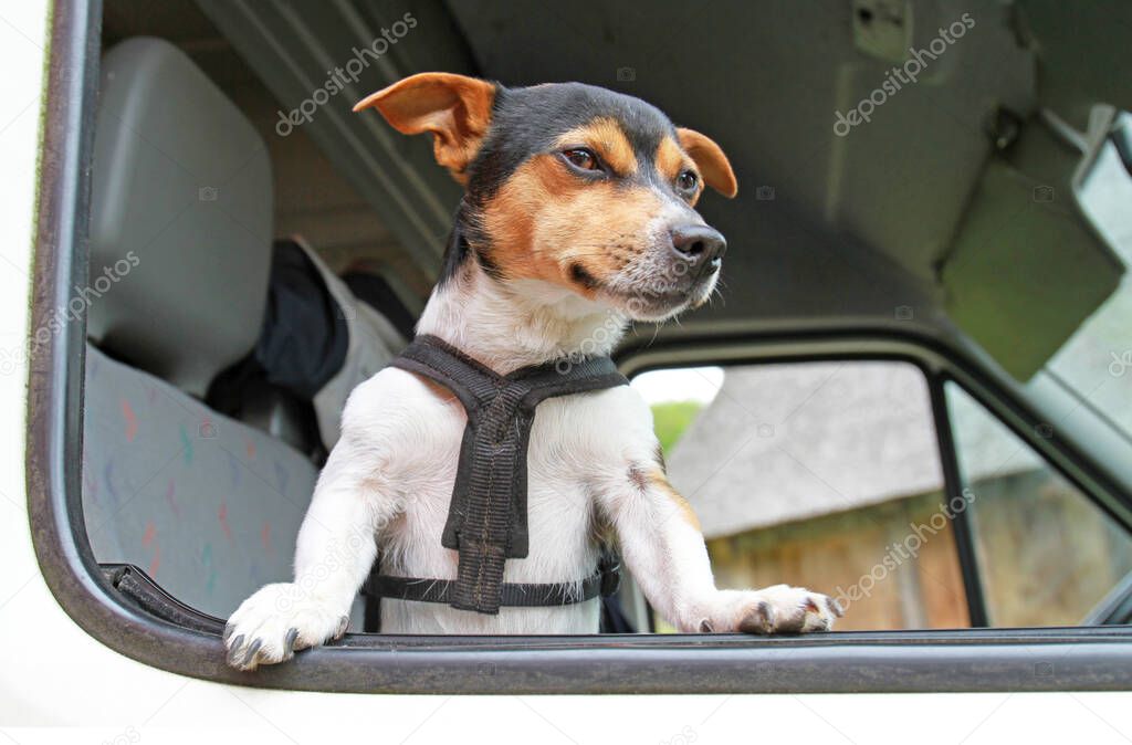Jack Russell Terrier guarding a car