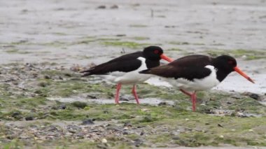 İstiridye _ yakalayıcı _ toplayıcı. mov