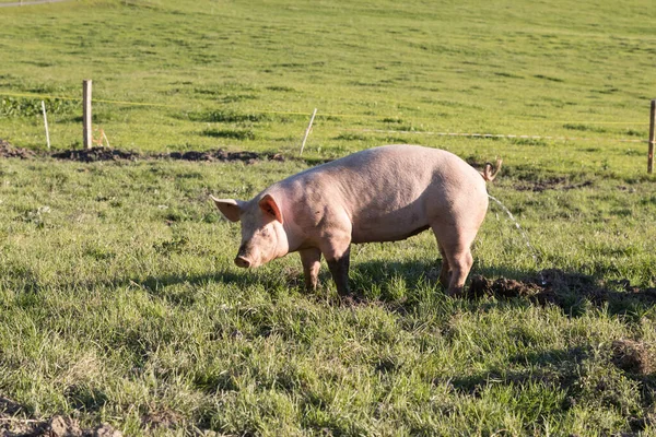 Enstaka Gris Kissar Äng — Stockfoto