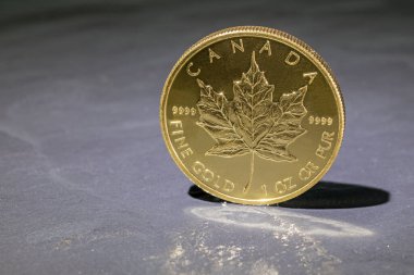 Akçaağaç yaprağı altın madeni para gri arka planda duruyor