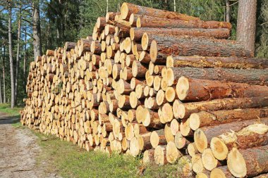 Kozalaklı ormanda bir yığın ağaç gövdesi.