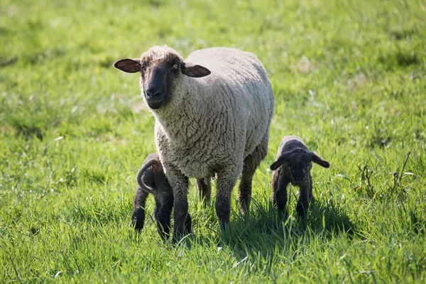 Mãe Ovelha Com Dois Cordeiros Pretos — Fotografia de Stock