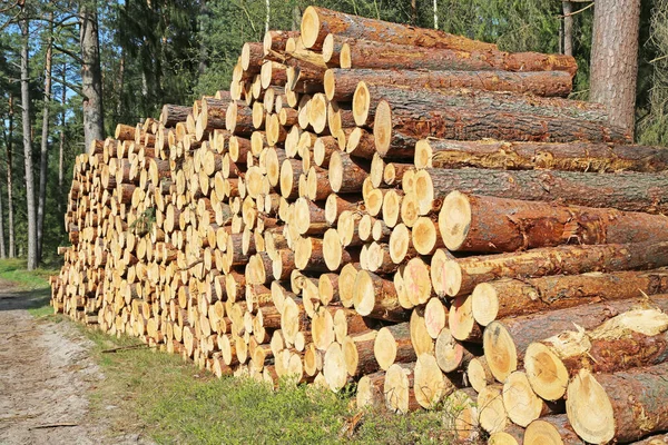 Stack Tree Trunks Coniferous Forest — Stock Photo, Image