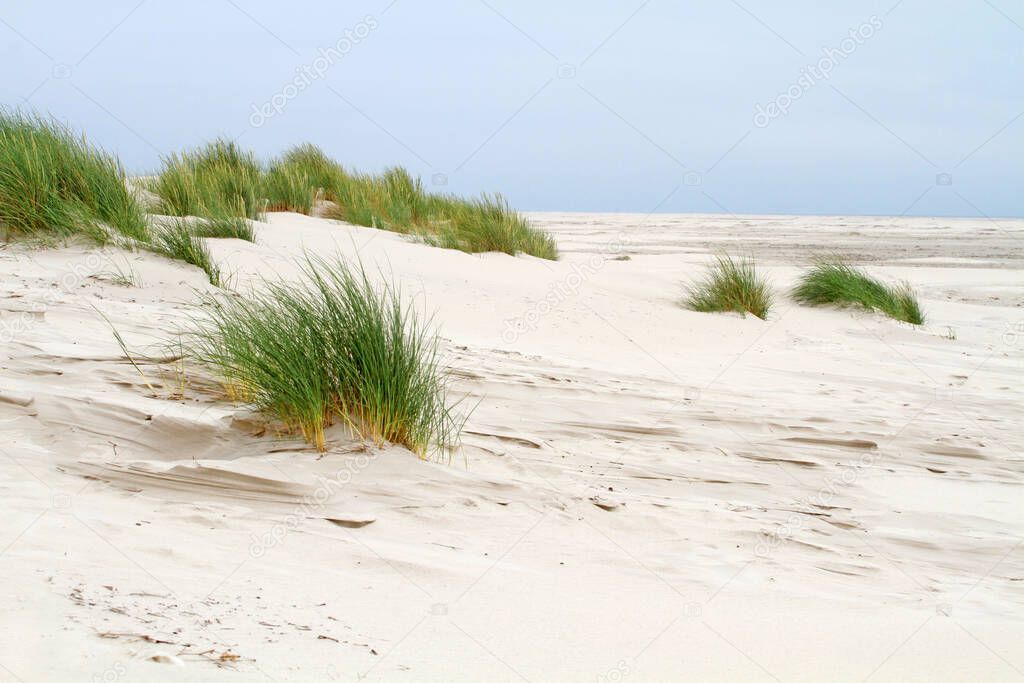fore dunes at the coast of german island amrum