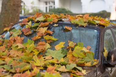 Akçaağaç yaprakları arabada.