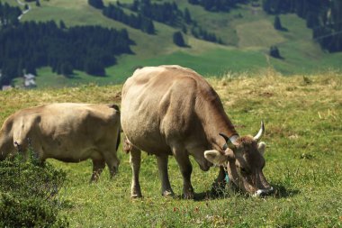 Çayırdaki İsviçre inekleri