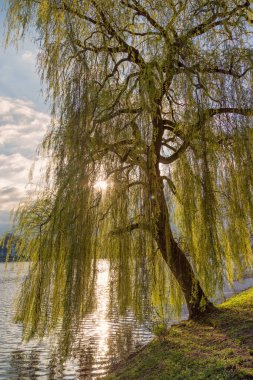 Hamburg 'daki Alster Gölü' nde ağlayan söğüt ağacı 
