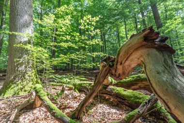 Doğal yaprak döken ormanda ölü bir ağaç.