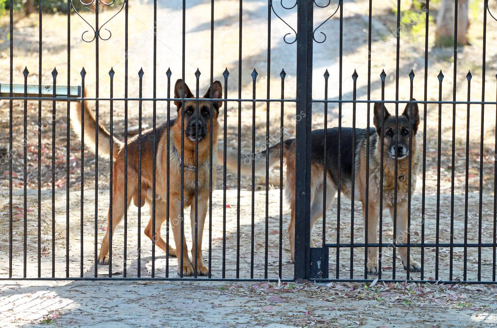 guard dogs behind a barrier gate