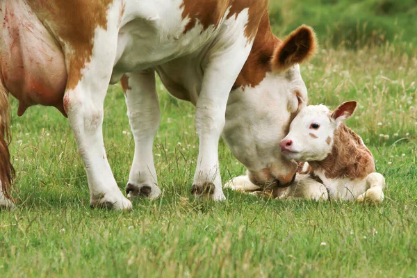 Mãe Vaca Lambe Recém Nascido Bezerro — Fotografia de Stock