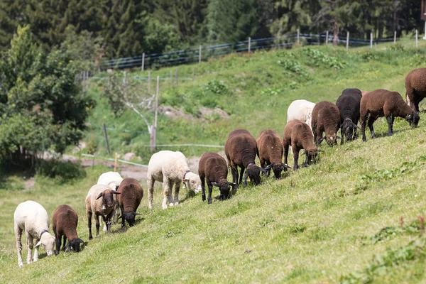 Ασπρόμαυρα Πρόβατα Που Βόσκουν Στη Σειρά — Φωτογραφία Αρχείου