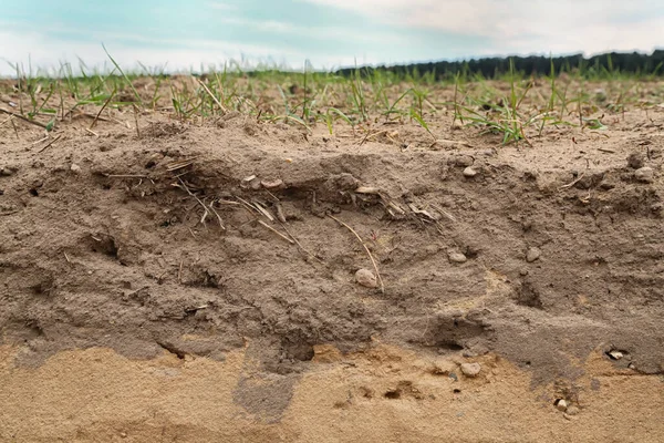 Soil Profile Humus Sand — Stock Photo, Image