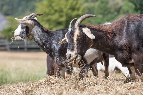 Duas Cabras Negras Comendo Palha — Fotografia de Stock