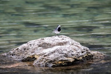 Göldeki bir kayanın üzerinde sallanan kuyruk.