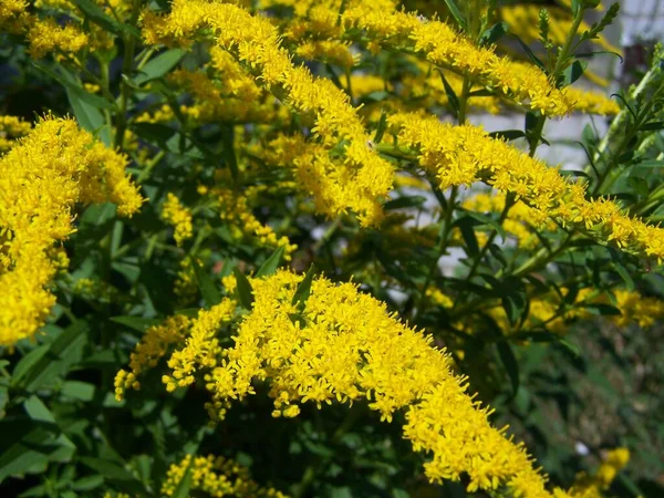 Gelbe Blumen Auf Der Wiese — Stockfoto