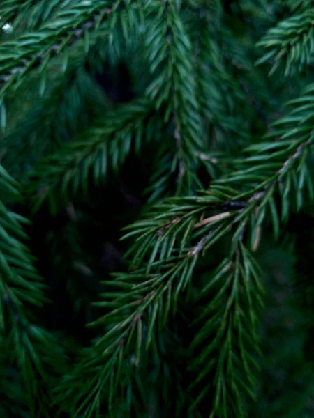 Hintergrund Der Spruse Kiefer Äste Mit Unschärfe Wald Freien — Stockfoto