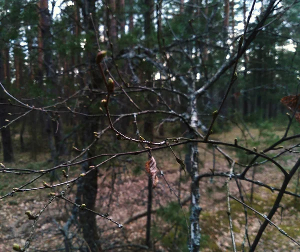 Zweig Eines Baumes Mit Blühenden Blättern Mit Unschärfe Frühlingswald — Stockfoto