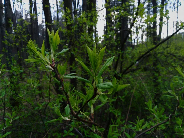 ぼかしのある森の中の新緑の木の枝 — ストック写真