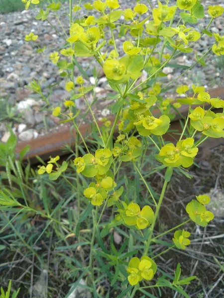 Primavera Amarillo Verde Flores Macro Primer Plano Mañana — Foto de Stock