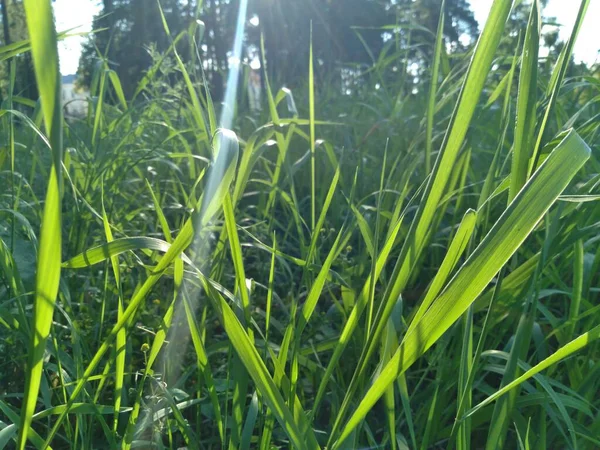 Erba Verde Sole Concetto Protezione Ambientale — Foto Stock