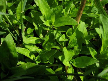 Parlak güneşli bir günde parlak yeşil çimenler. Yakın plan..