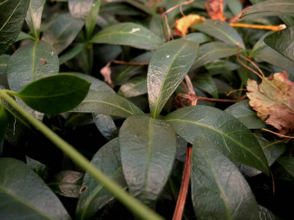 Σκούρα Πράσινα Φύλλα Στο Έδαφος Φόντο Closeup — Φωτογραφία Αρχείου