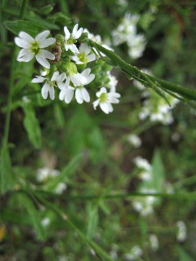 Bulanık arka planda tarlada güzel beyaz çiçekler. Doğal arkaplan