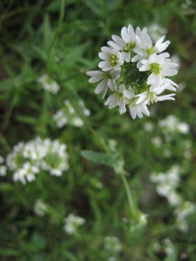 Çayırda beyaz çiçekler, yakın plan. Bulanık arkaplan