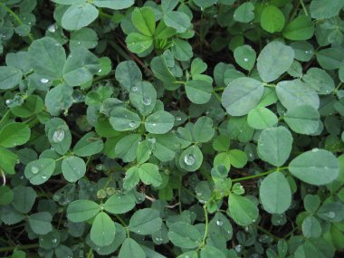 Clover Halı 'nın arka planı. Yonca dokusu. Yılan üstüne yağmur.