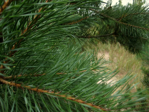 Background Pine Tree Branches Closeup Selective Focus — Stock Photo, Image