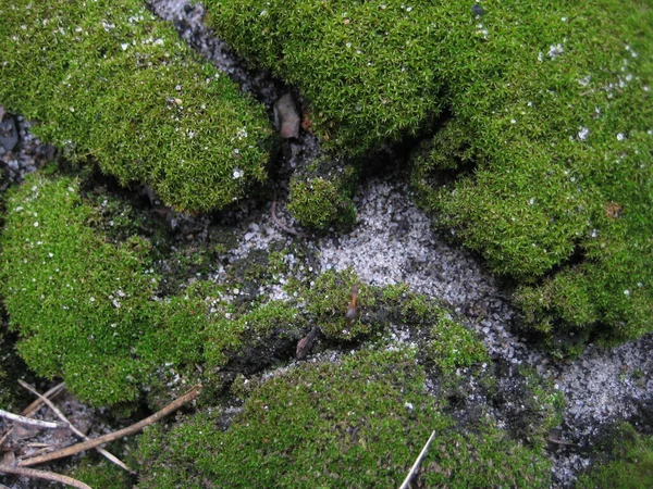 Moss Fundo Floresta Textura Musgo Verde — Fotografia de Stock