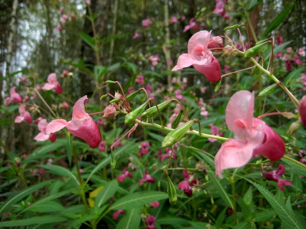 Rosa Blommor Grönt Gräs Fält Blommor Bakgrund — Stockfoto