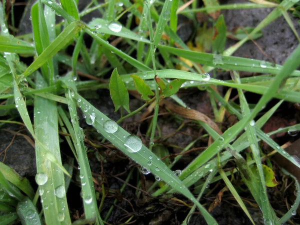 Erba Verde Con Goccioline Mattino Dopo Pioggia — Foto Stock