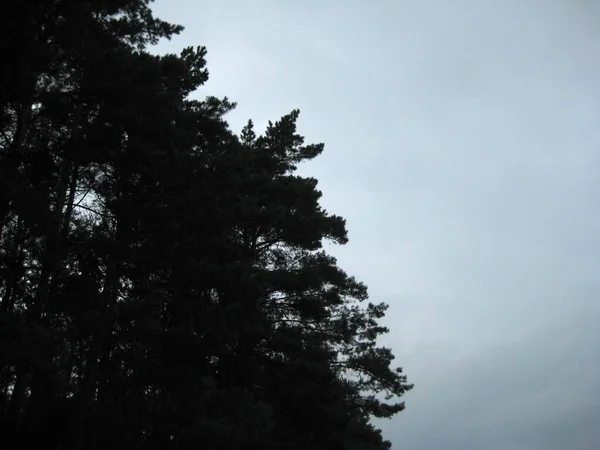 Silhouettes Trees Monochrome Background — Stock Photo, Image