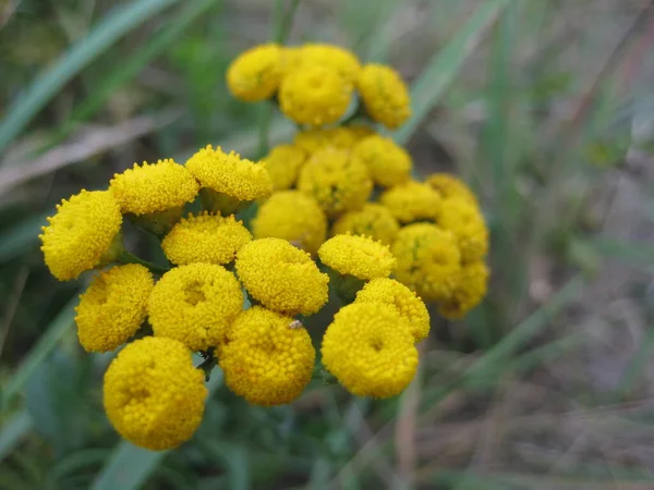 Gelbe Blumen Morgenwald Nahaufnahme — Stockfoto