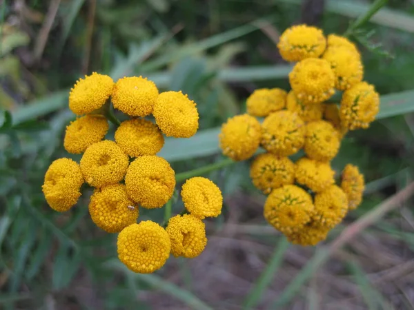 Gruppe Von Gelben Blumen Wald Gelbe Blumen Nahaufnahme — Stockfoto